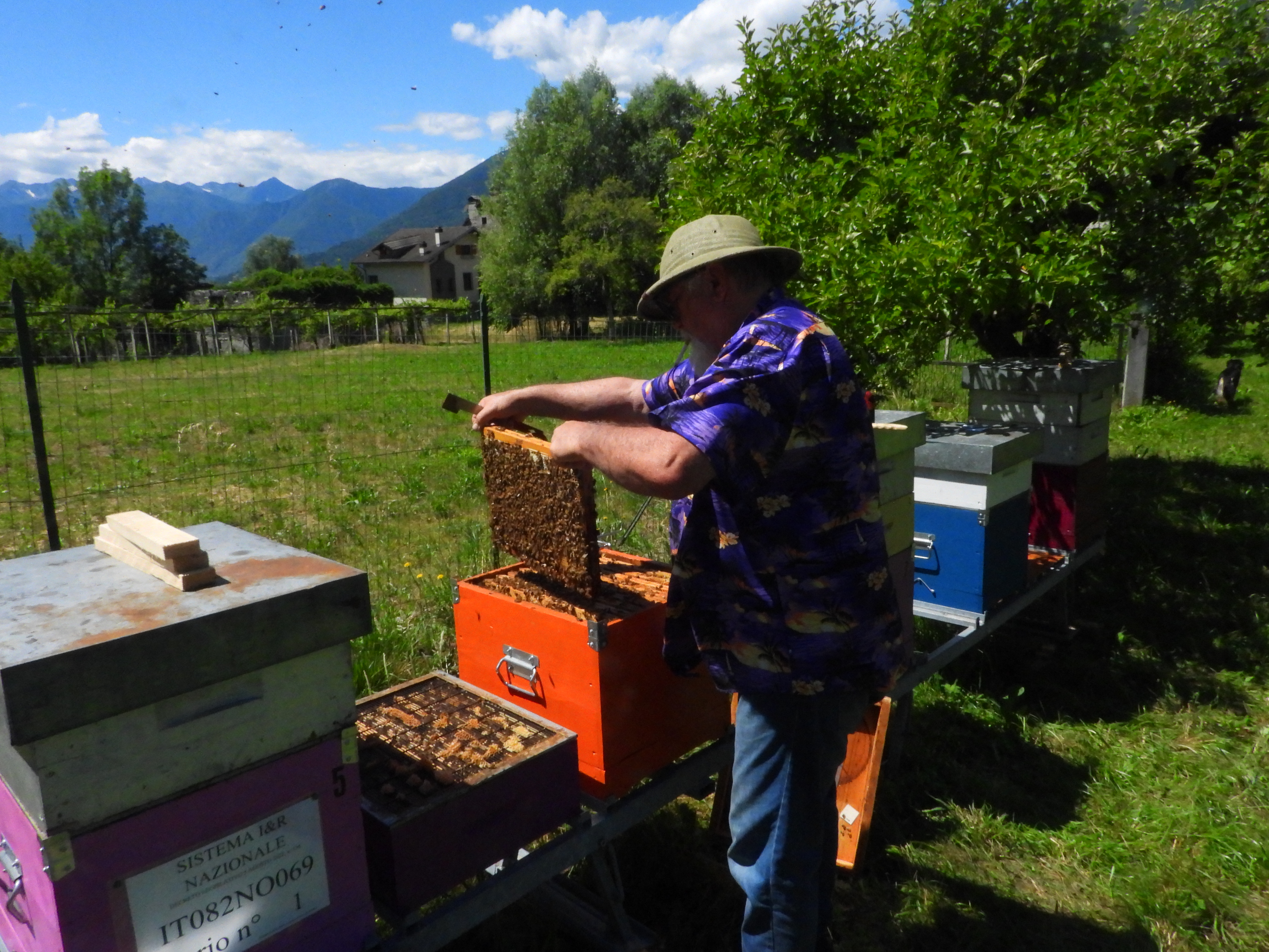 Alessandro Teruggi durante il lavoro con le api